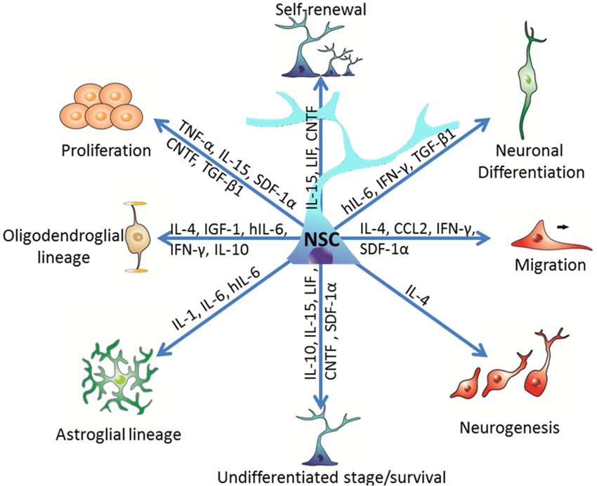 Immunological cytokines modulate neural stem cell fate.