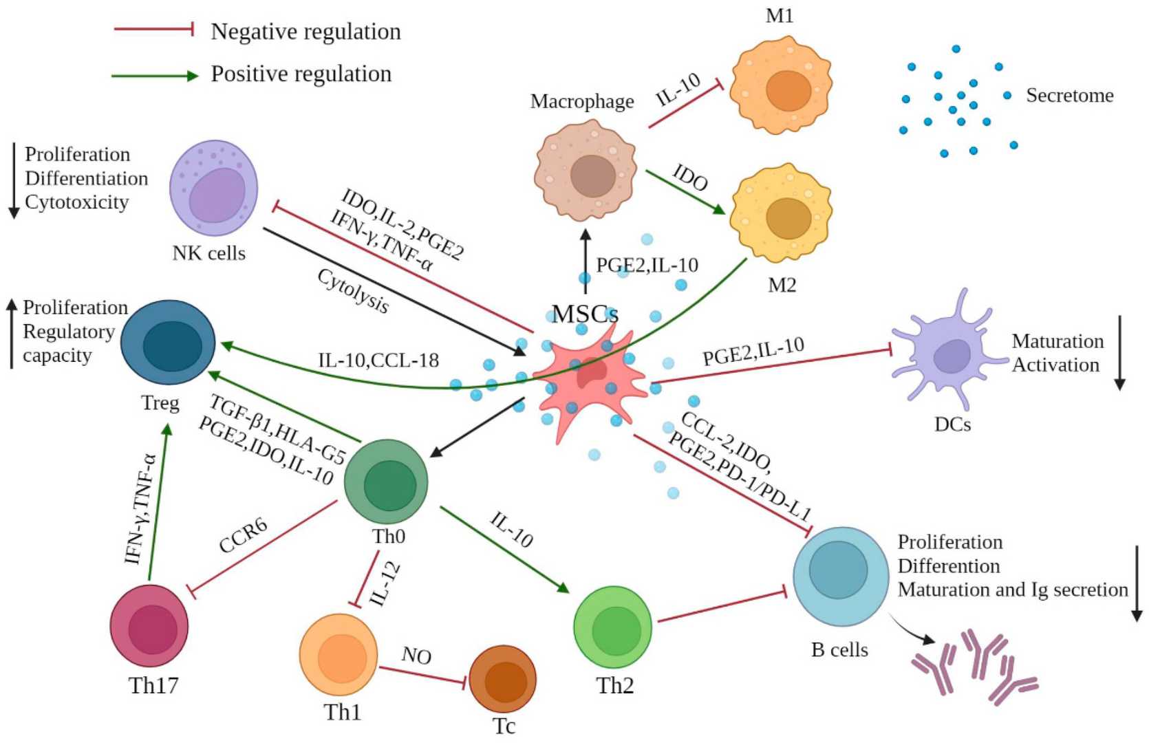 MSCs reshape immune-cell responses.