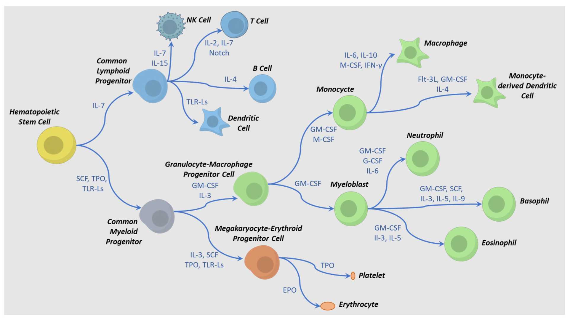 Cytokines steer hematopoietic lineage specification.
