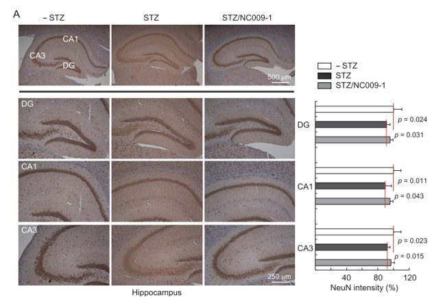 Streptozotocin (STZ) Induced Model