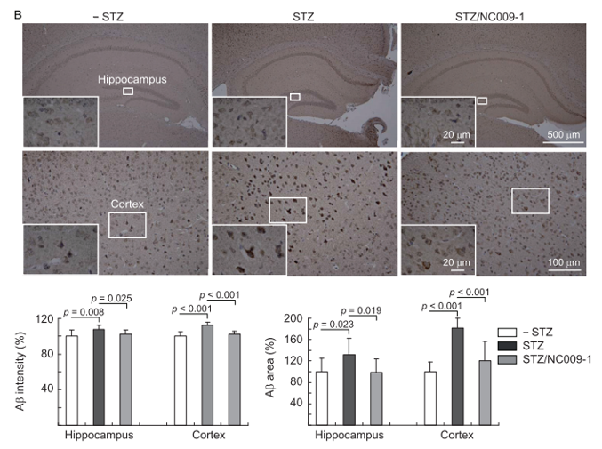 Streptozotocin (STZ) Induced Model