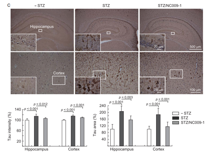 Streptozotocin (STZ) Induced Model