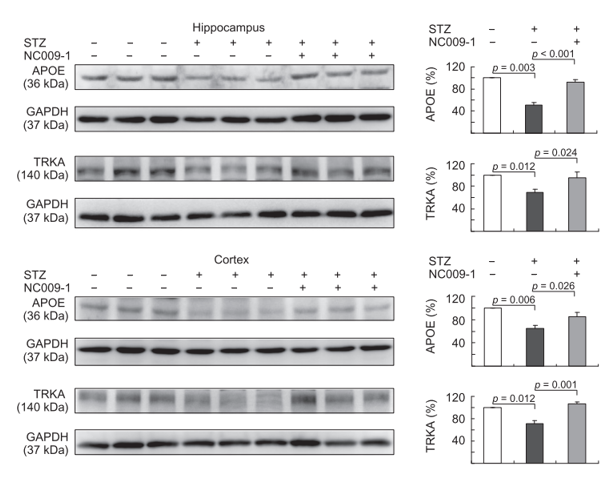 Indole compound NC009-1 augments APOE and TRKA expression in STZ-treated 3 × Tg-AD mice. Expression levels of APOE and TRKA in hippocampus and cortex were analyzed by western blot using GAPDH as a loading control. To normalize, the relative APOE and TRKA of STZ mice was set as 100% and p values between STZ versus -STZ mice or STZ/NC009-1 versus STZ mice were compared. 