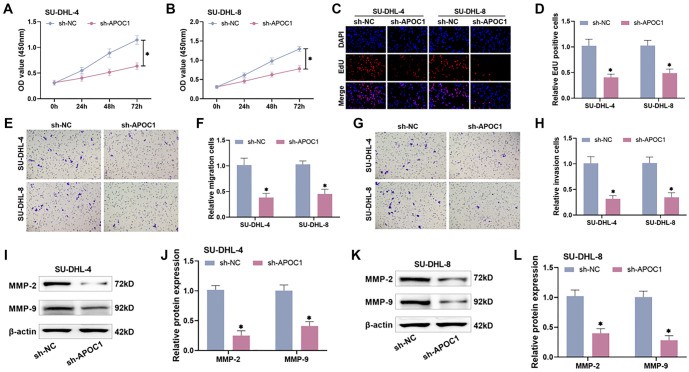 APOC1 knockdown decreases malignant biological activities of DLBCL cells
