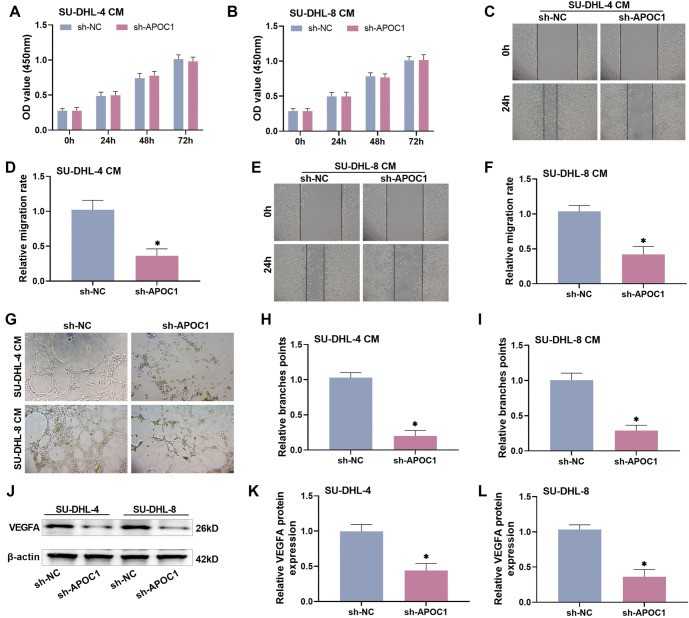 Knocking down APOC1 reduces angiogenesis in HUVECs