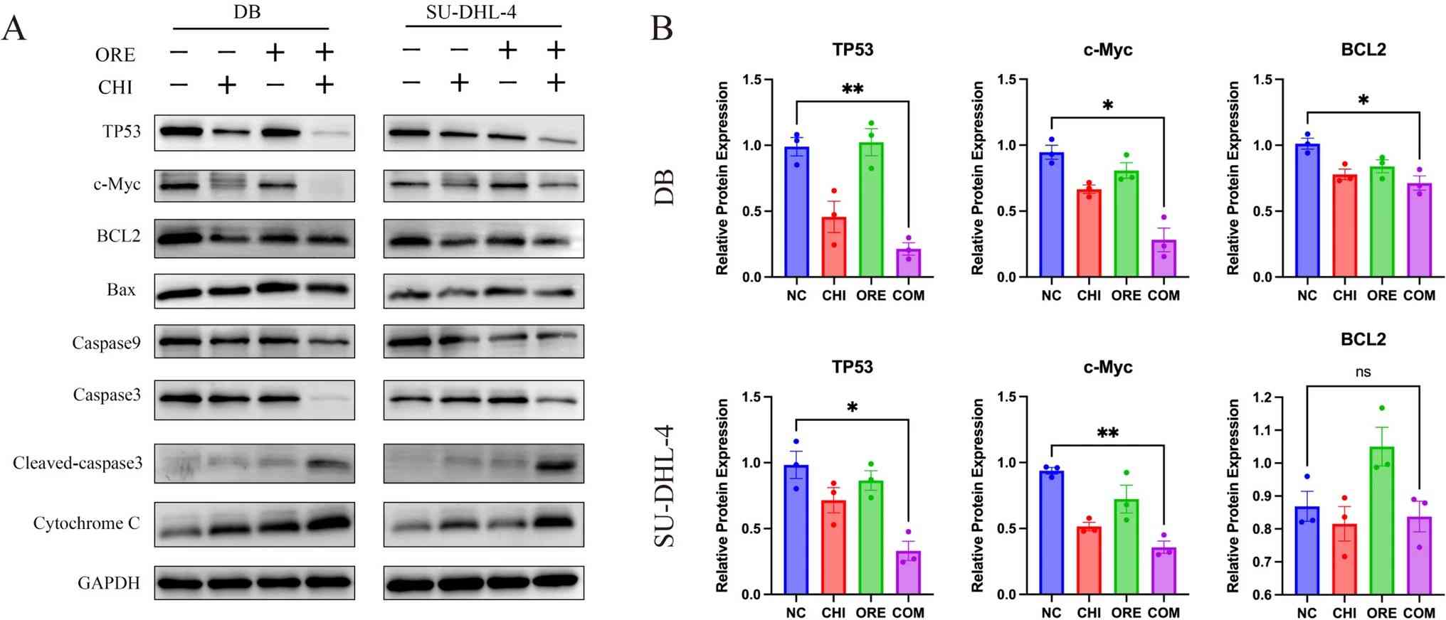 Effects of chidamide and orelabrutinib on apoptosis proteins in DLBCL cells.