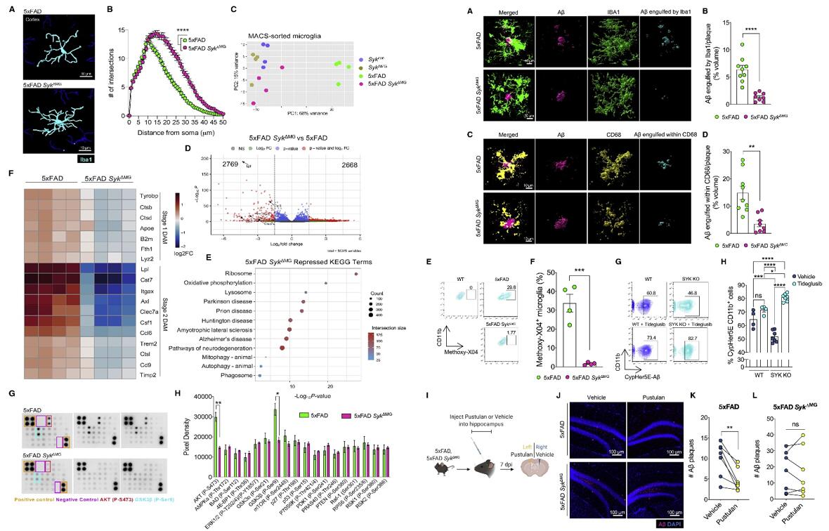 Left: Defective activation of Syk-deficient microglia in 5xFAD mice; Right: SYK is critical for microglial uptake and phagocytosis of Aβ.