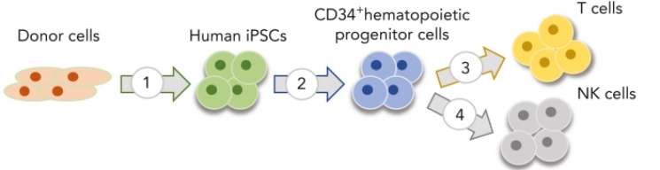 Fig, 1 Schematic of the overall approach to generate iNK and iT cells from engineered iPSCs.