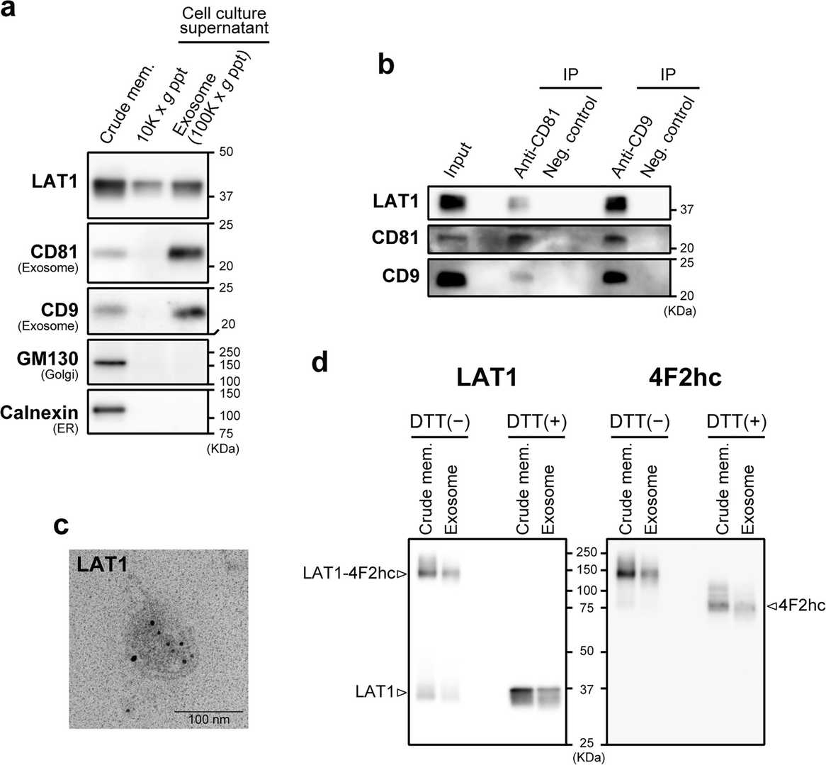 The expression of LAT1 on exosomes isolated from T3M-4 cell culture supernatant.
