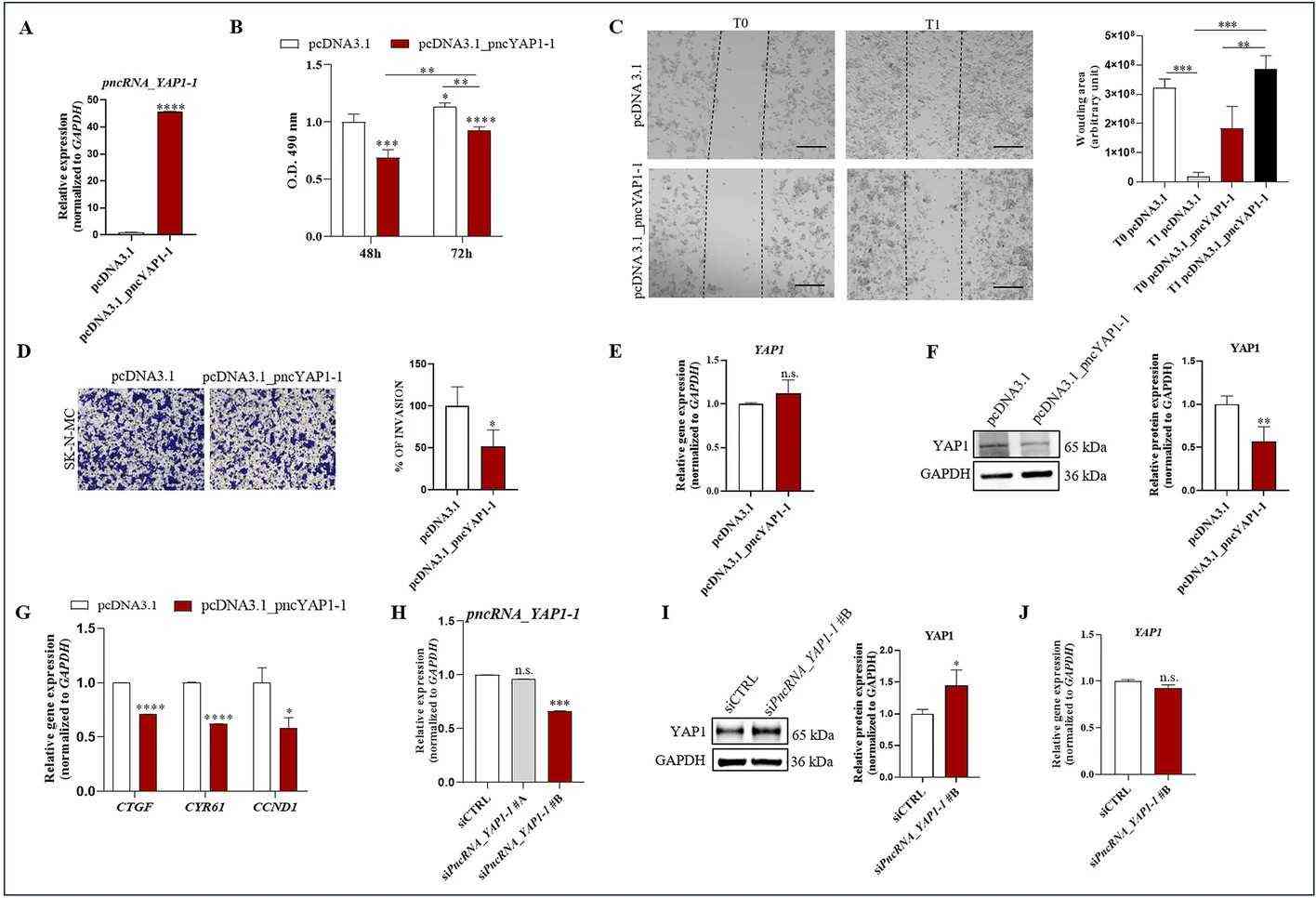 PncRNA_YAP1-1 impacts EwS cell proliferation and invasion by decreasing YAP1 protein.