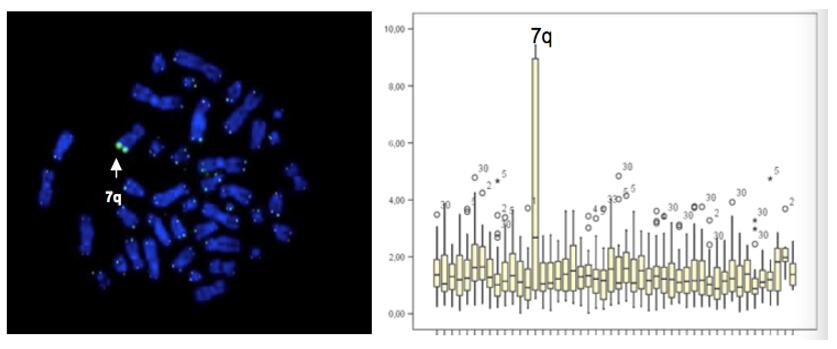 Telomere Length Analysis (Q-FISH)