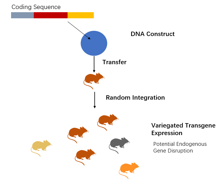 Transgene integration is random.