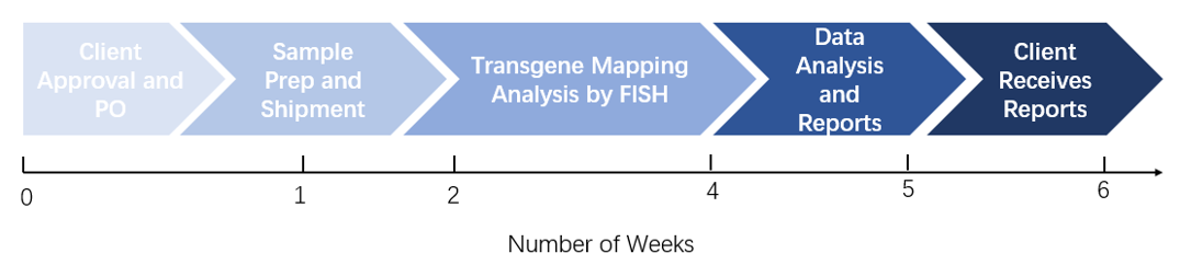 Transgene Mapping