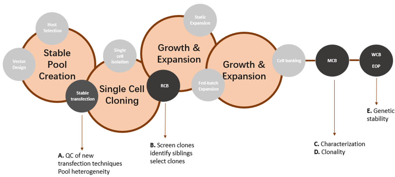 Overview of different stages of cell line development (in circles) and the purpose of Transgene Mapping (Locus Amplification and Sequencing) analyses (A-E).