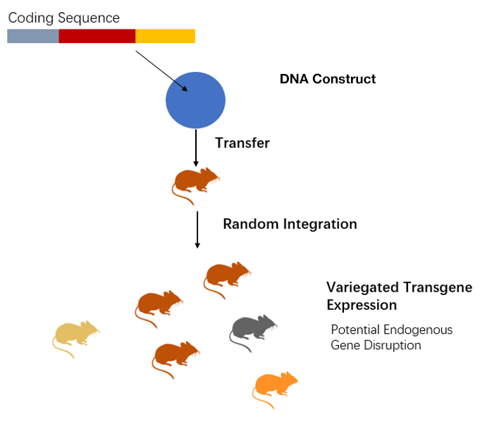 Transgene integration is random.