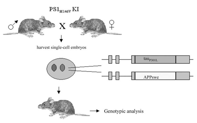 Strategy used to develop 3×Tg-AD mice. 