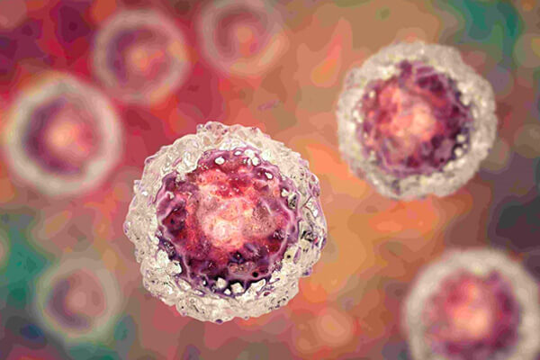 Human Tumor Cell Lines