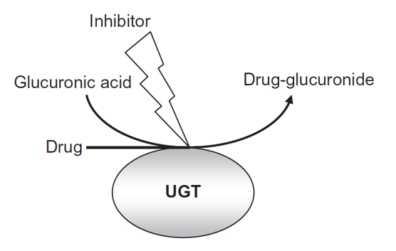 The catalytic reaction of UGT(Brody, 2018).