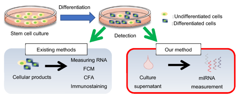 Undifferentiated iPSC Detection