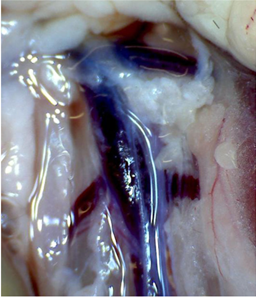 The inferior vena cava is the most commonly used vessel in the venous thrombosis model. The segment caudal to the left renal vein is used. Anatomical variations in the number of side branches in this area are common.