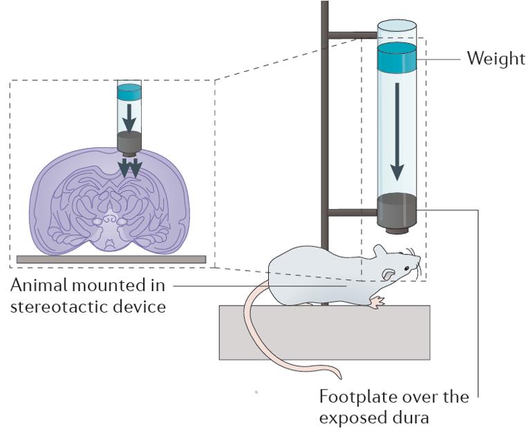 Fig. 1 Weight drop model of TBI