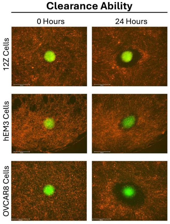 12Z, hEM3, and OVCAR8 spheroids undergo mesothelial clearance.