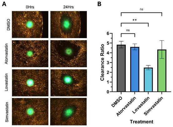 12Z spheroids demonstrated a significant reduction in clearance ratio when treated with lovastatin but no significant reduction in clearance ratio when treated with atorvastatin or simvastatin.