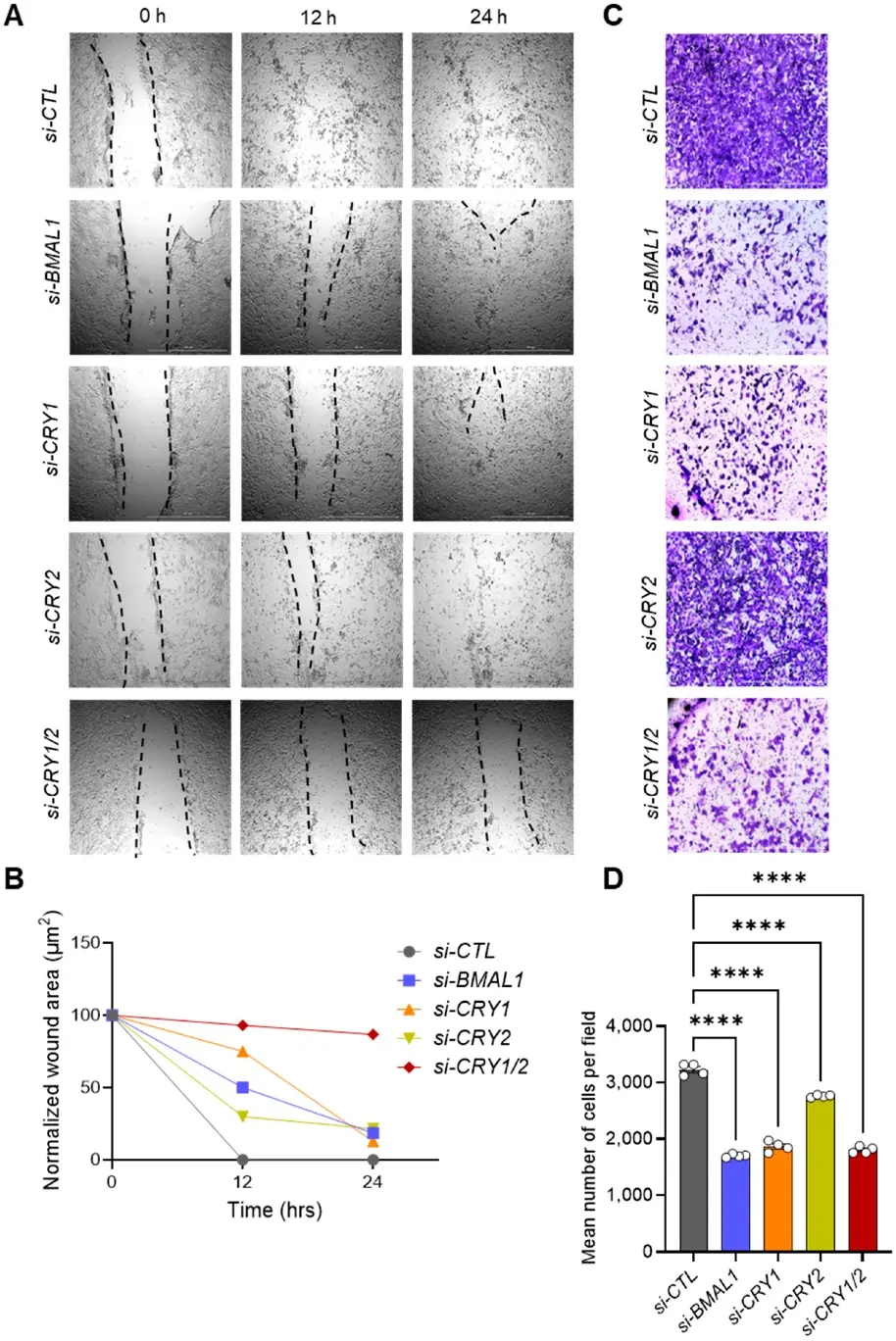 Impact of Core Clock Gene Knockdown on 143B CSC Migration and Invasion.