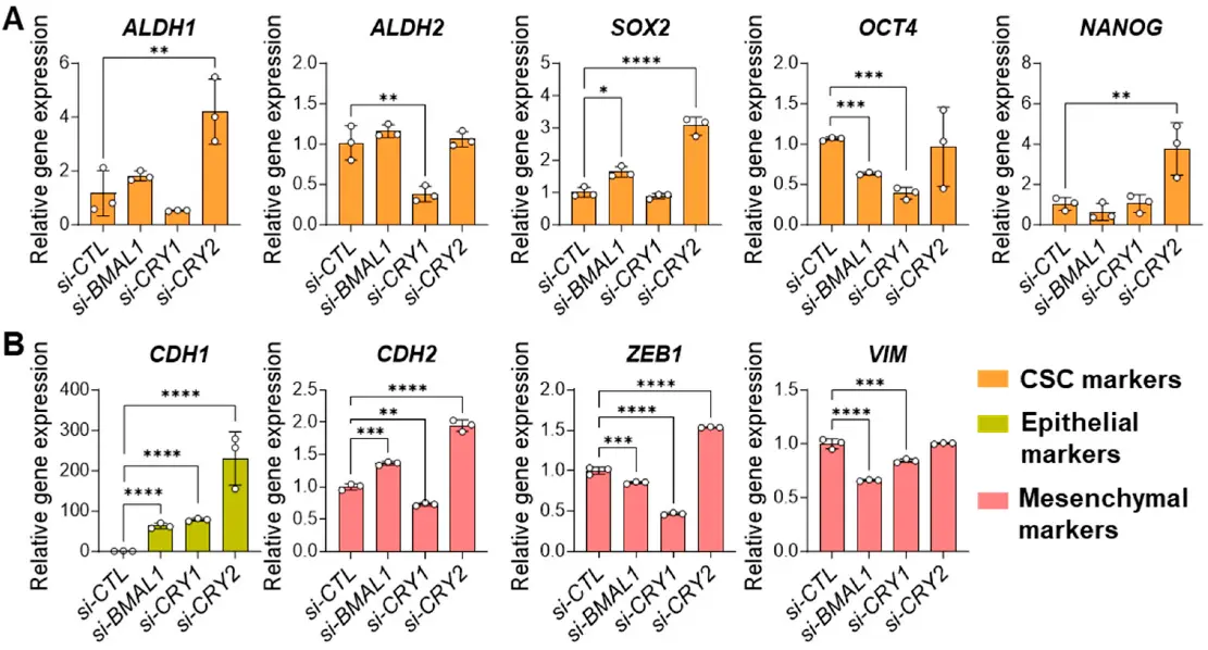Core Clock Genes Differentially Regulate the Expressions of CSC and EMT Markers.