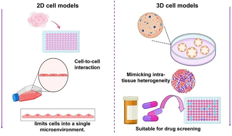 2D cell models vs. 3D cell models in drug toxicity.