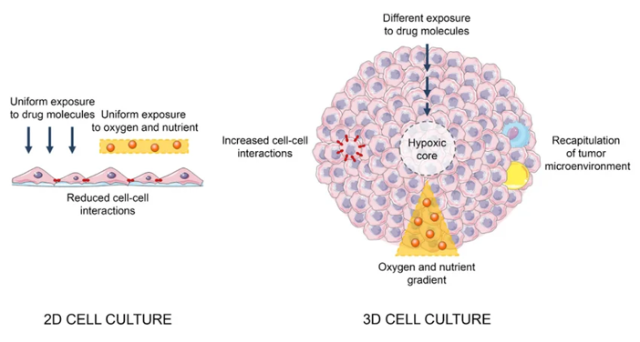 Main difference between 2D and 3D cells.