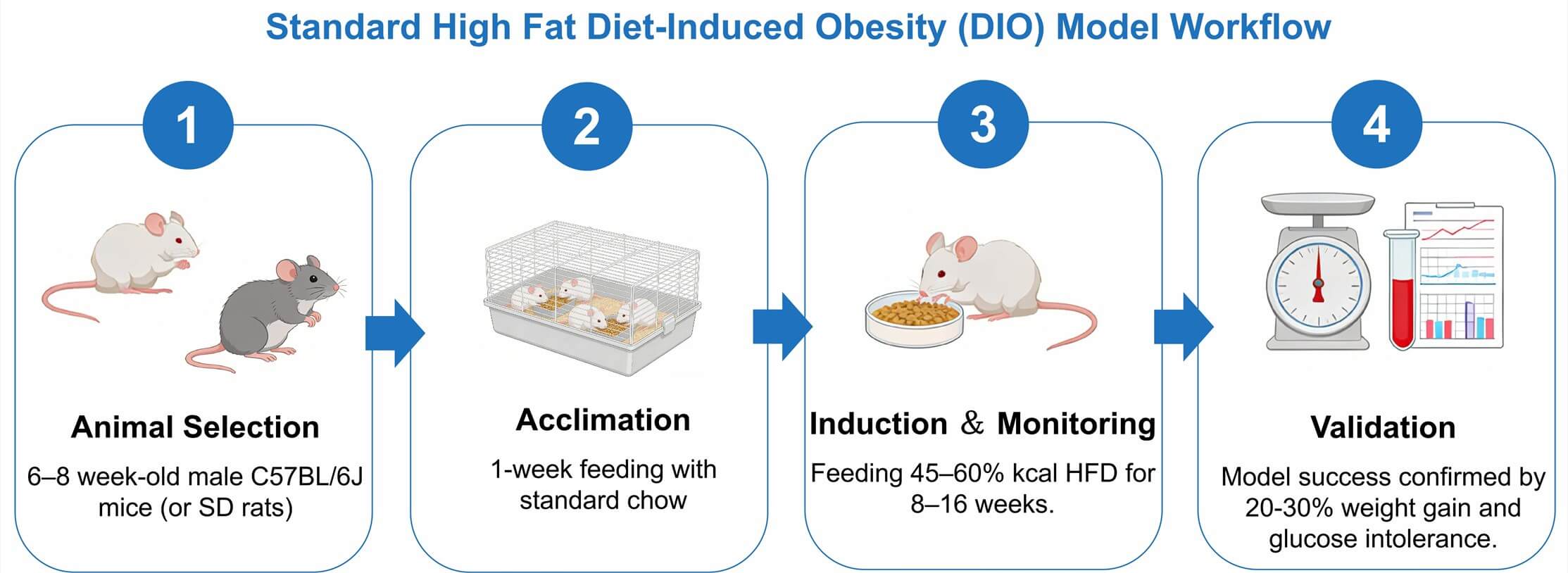 Standard high fat diet-induced obesity (DIO) model workflow.