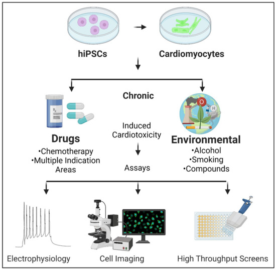 Fig. 1. Cardiotoxicity screening using human induced pluripotent stem cell (hiPSC) derived cardiomyocytes post prolonged exposures