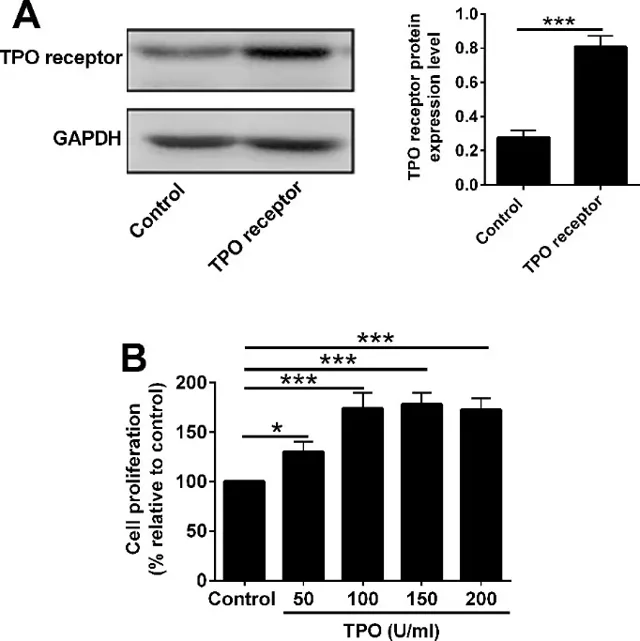 Effects of rhTPO on the cell proliferation of in 32Dcells with TPO receptor overexpression.