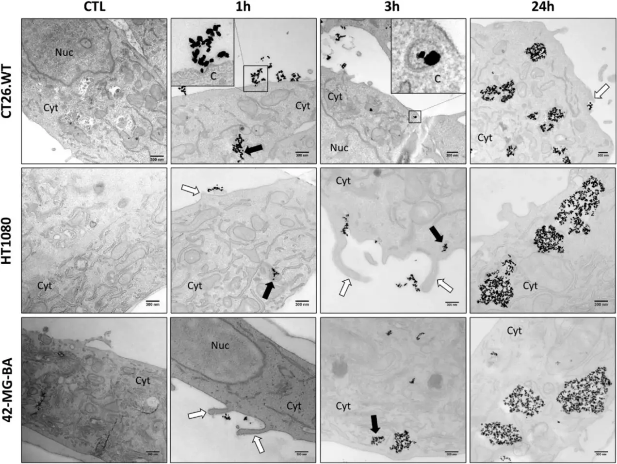 Cancer cells quickly internalize NBTXR3 nanoparticles through macropinocytosis and the clathrin-dependent pathway.