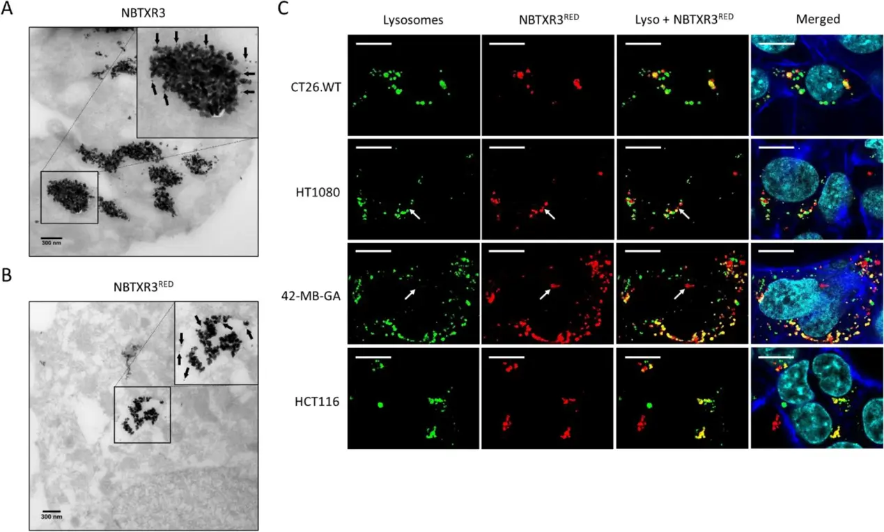 NBTXR3-containing endosomes are fused with lysosomes.