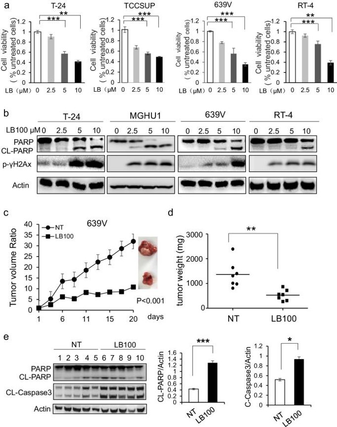 LB100 alone results in DNA damage and apoptosis in BLCA cells.