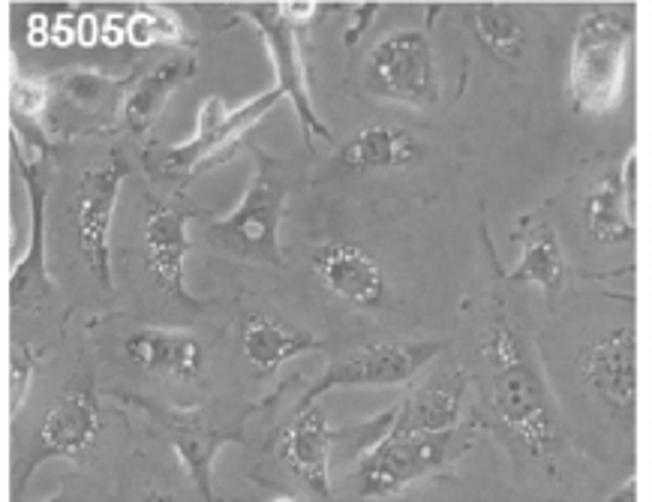Representative photomicrographs of phase contrast images of cultured 8505C cell lines .
