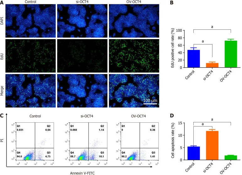 Change in the role of OCT4 expression upon proliferation of BxPC3 cells.