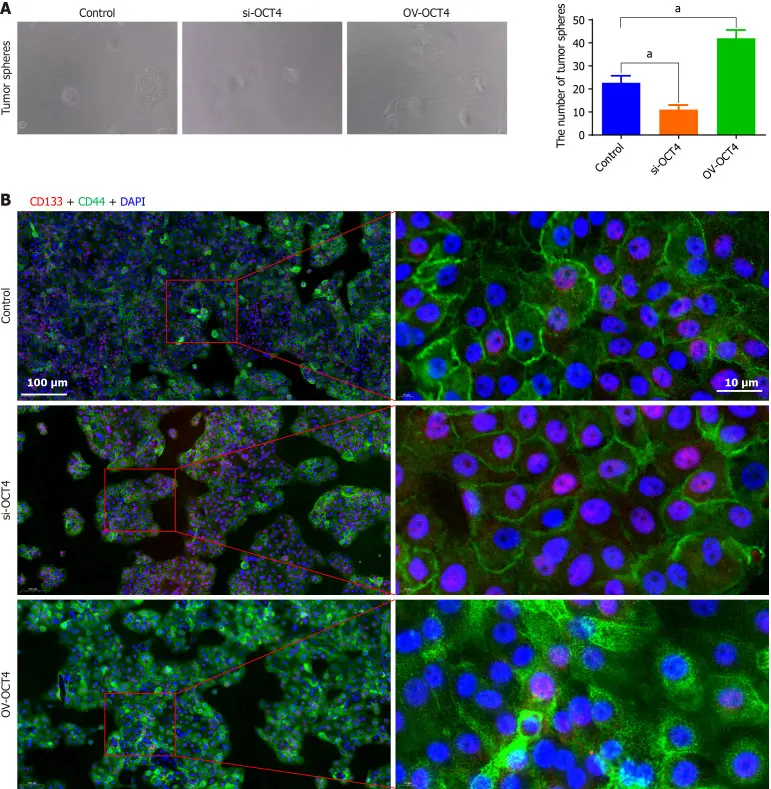 BxPC3 tumor sphere formation and the expression change of OCT4 related to the stemness of BxPC3 cells.
