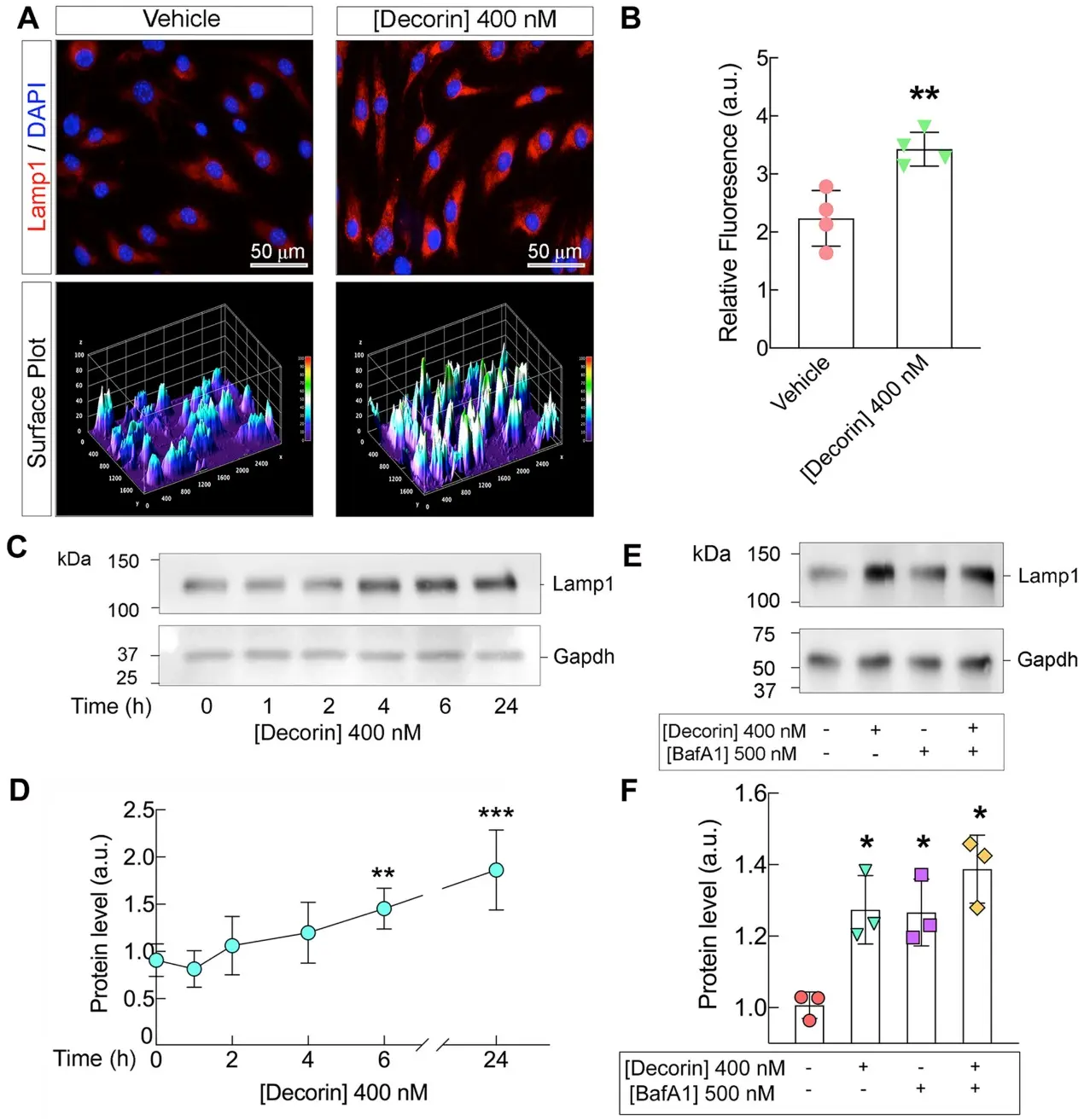 Decorin Evokes a Pro-Lysosomal Pathway.