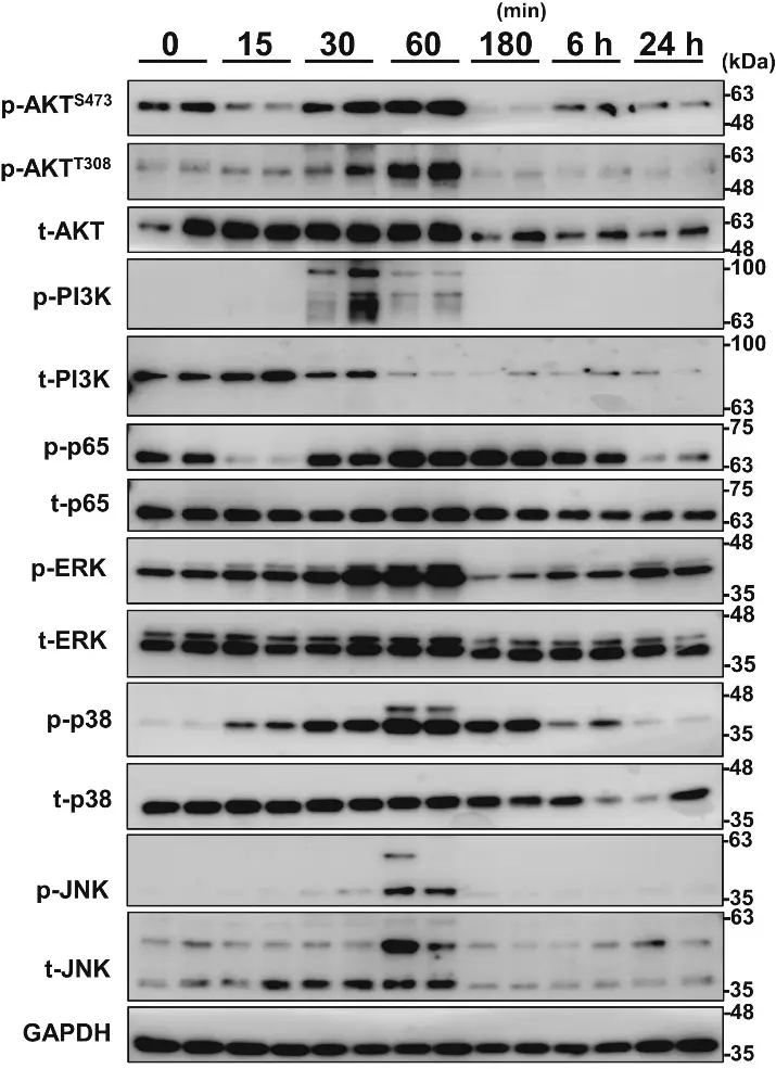 H2O2 induces time-dependent signal activation in NHEKs.
