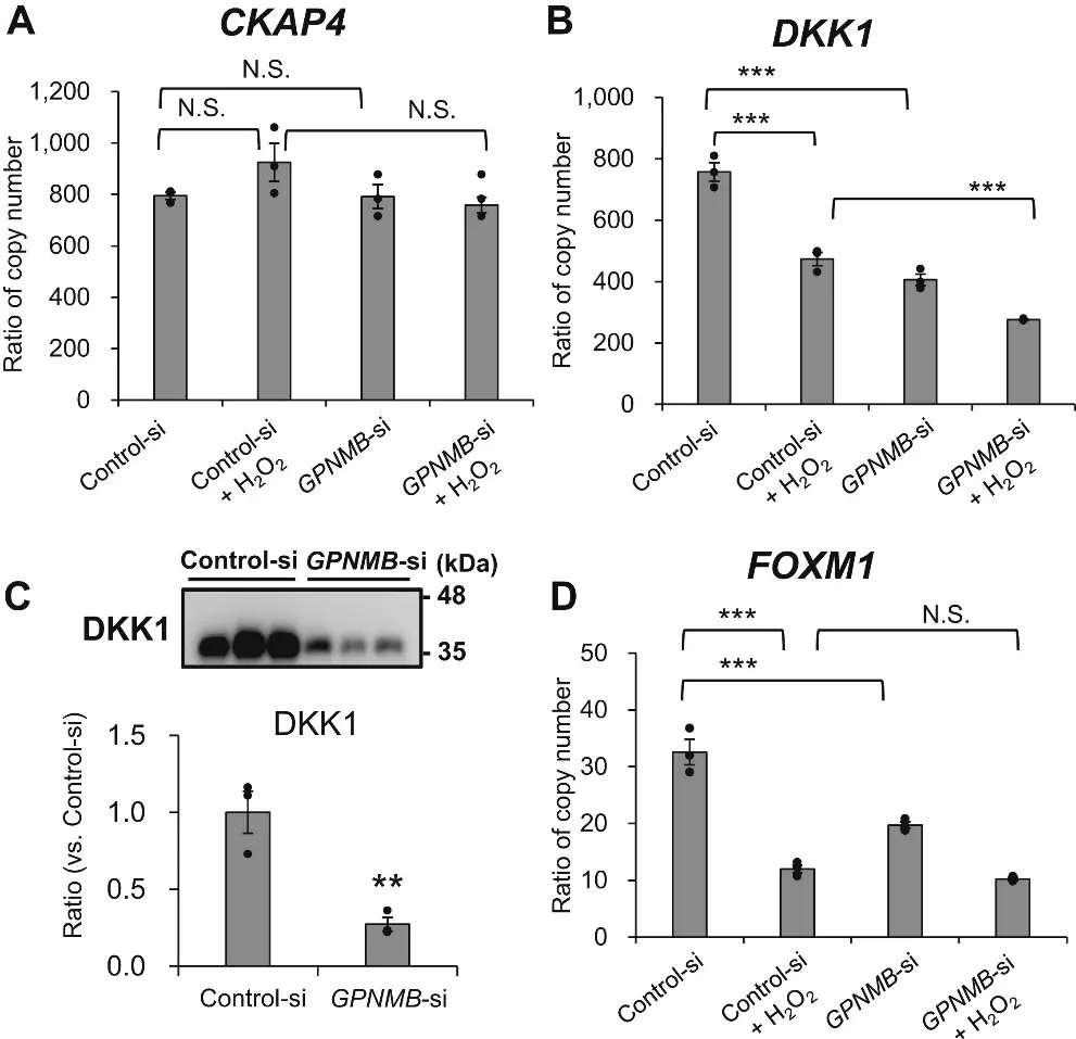 GPNMB knockdown attenuates Dickkopf-1 (DKK1) expression and secretion from NHEKs and suppresses the PI3K/AKT signaling pathway.