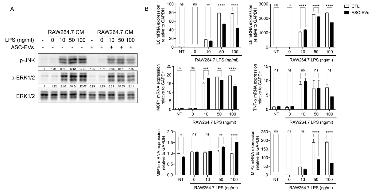 ASC-Derived EVs Suppress Macrophage-Amplified Inflammatory Signaling.