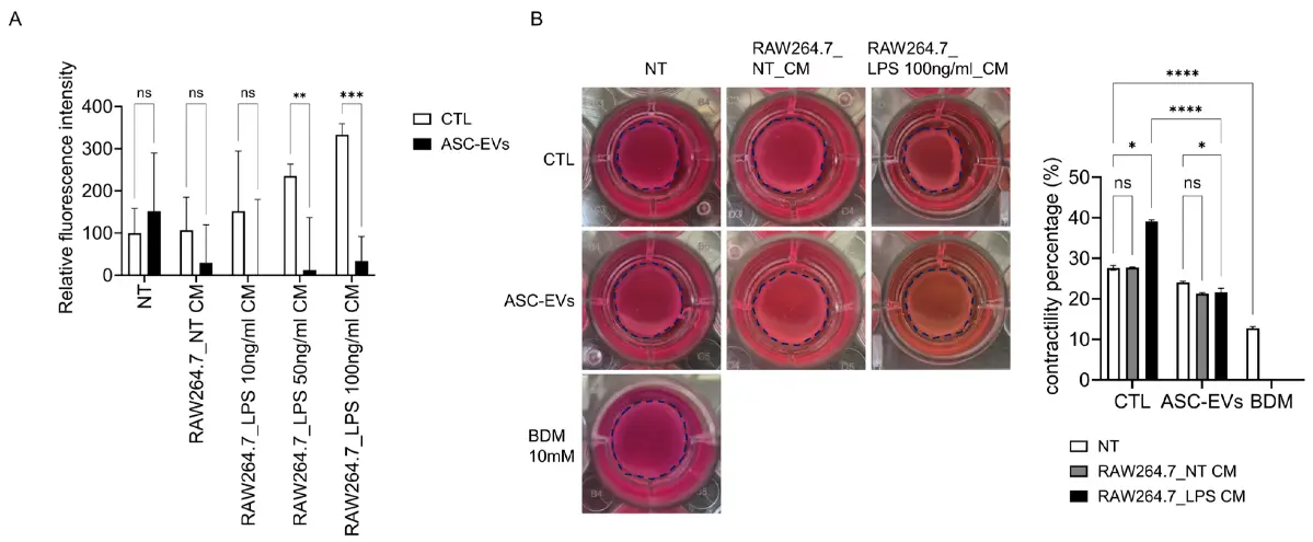 ASC-Derived EVs Attenuate Macrophage-Mediated Calcium Signaling and Contractile Activity.