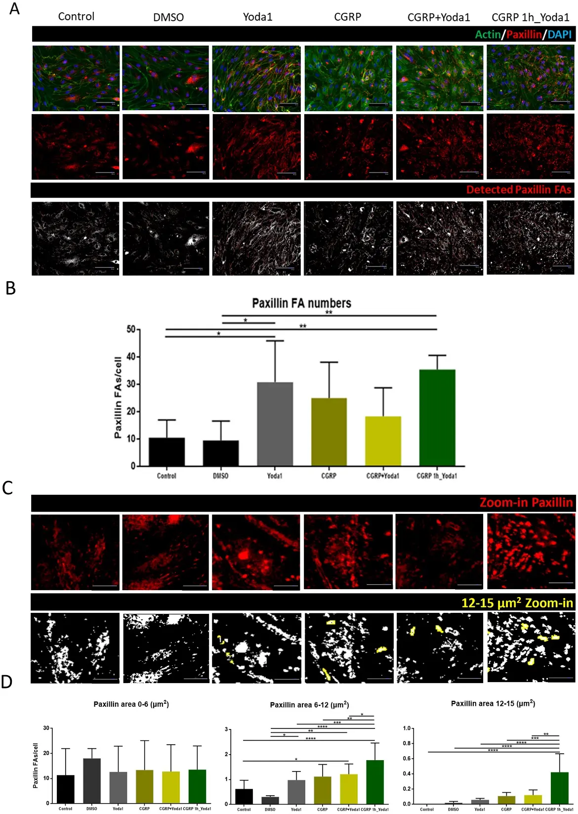 CGRP binding and Piezo1 channel activation promote cellular remodeling via paxillin focal adhesion point reorganization.