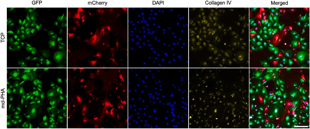 Fluorescent cell assay of CiHP and CiGEnC co-culture on TCP and mcl-PHA film under proliferative conditions.