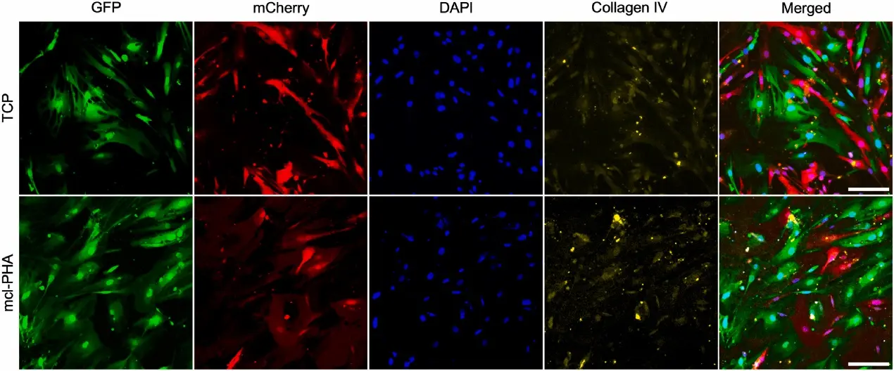 Fluorescent cell assay of CiHP and CiGEnC co-culture on TCP and mcl-PHA film under differentiative conditions.