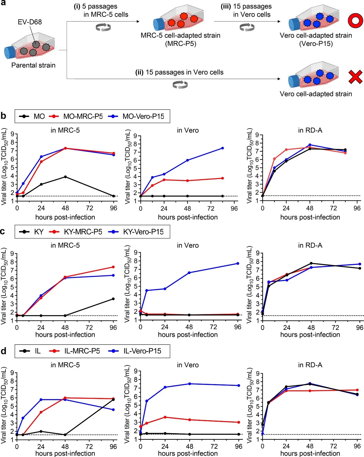 Adaptation of EV-D68 to MRC-5 and Vero cells.