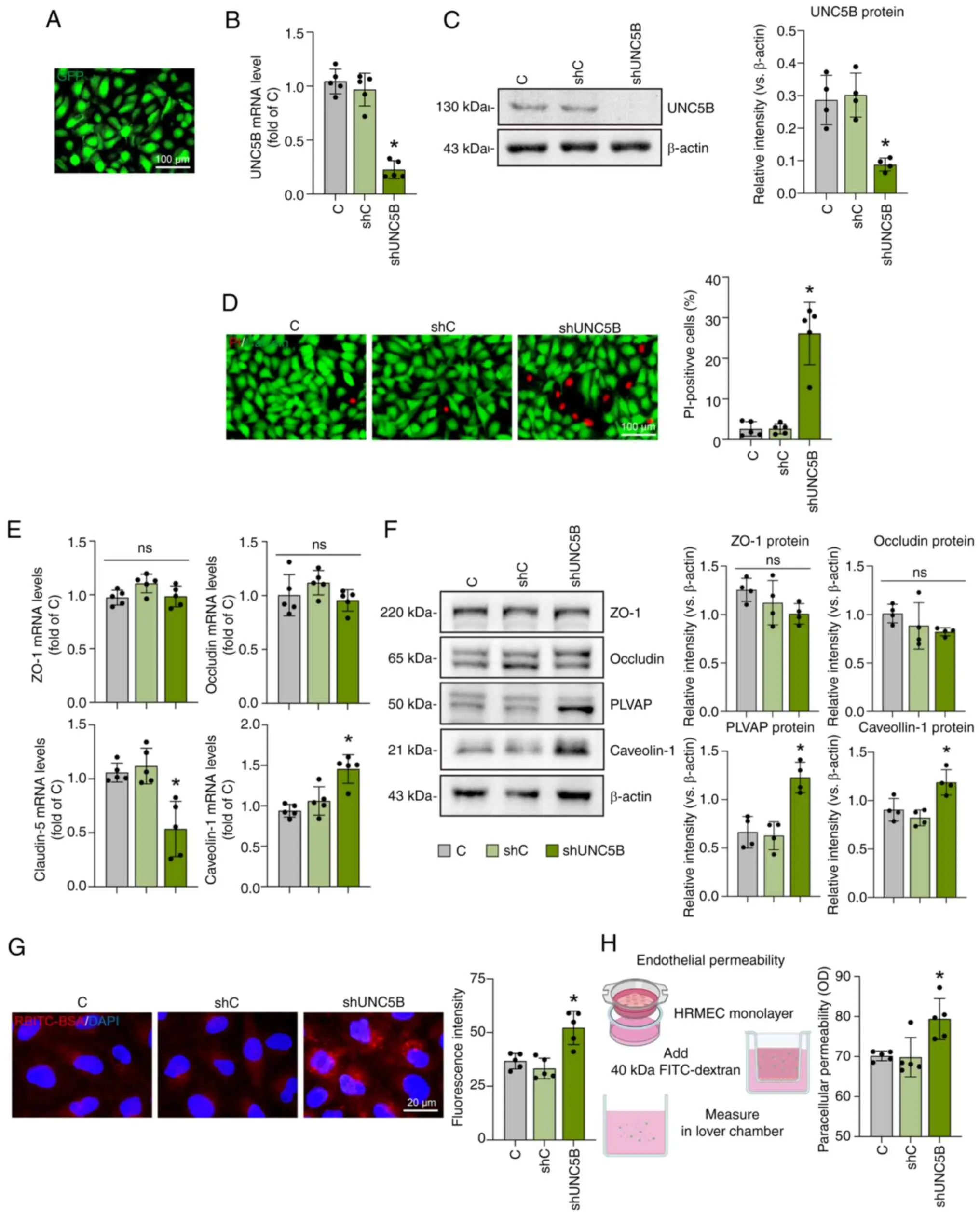 UNC5B maintains the normal barrier function of endothelial cells.